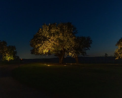 Nighttime outdoor scene featuring a large tree illuminated by landscape lighting, showcasing Lumos Outdoor Lighting's expertise in outdoor illumination solutions.