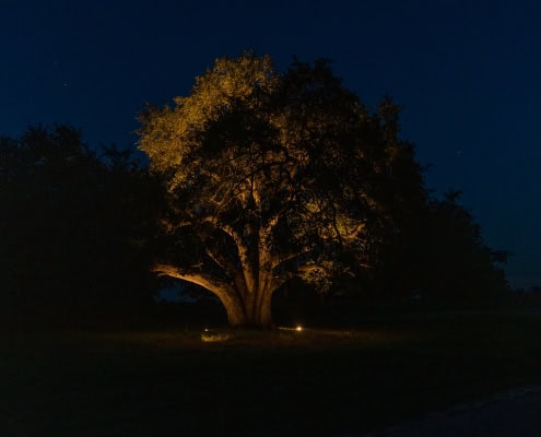 Tree illuminated by outdoor lighting at night, showcasing landscape lighting design for outdoor spaces.